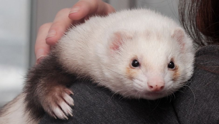 Ferret Pet Insurance is a type of pet insurance that covers the health of your ferret.